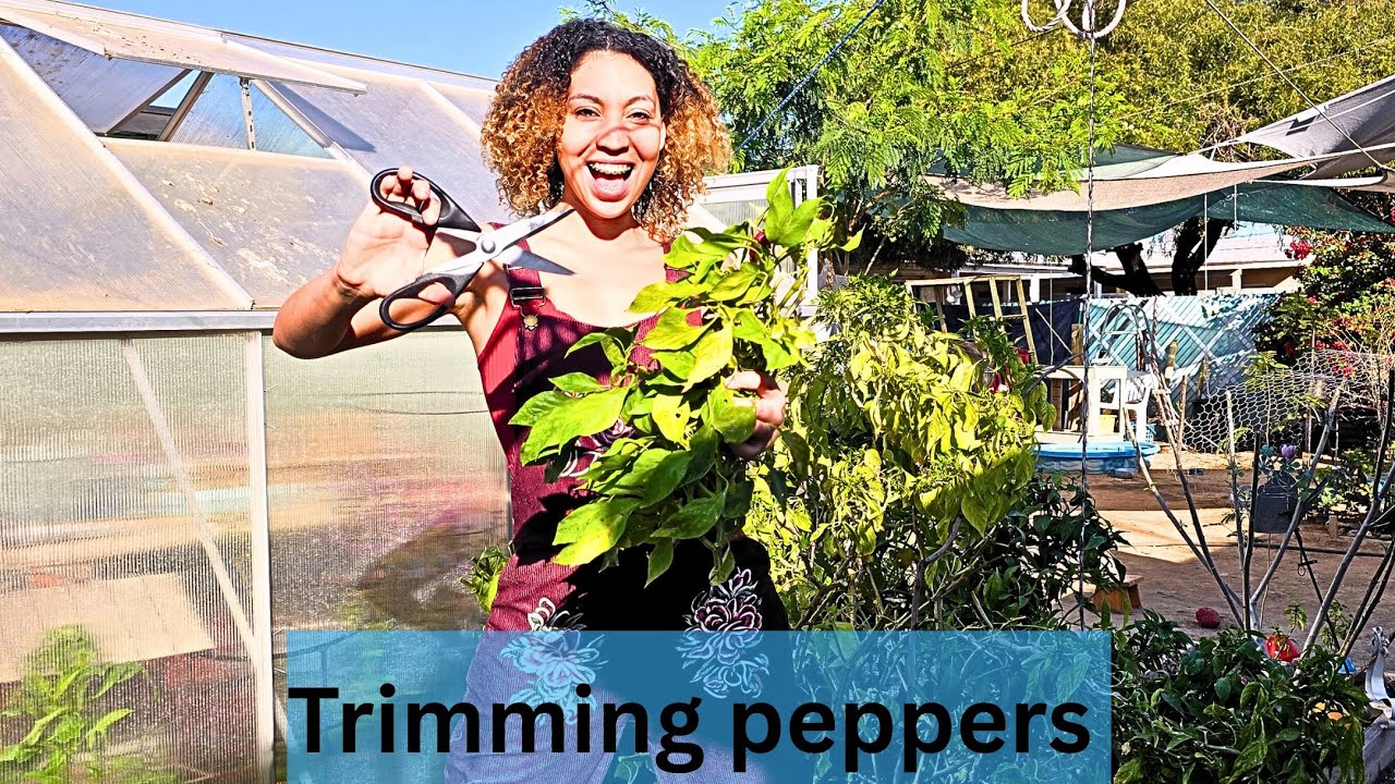 How to trim a pepper plant 💯🌶 #gardentips #peppers 