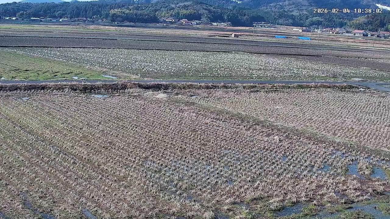 【島根の田んぼ】田んぼの様子をライブ配信中！２４時間いつでも確認できます！｜自然 田舎 緑 癒し 島根県 八なお米穀店（はなお）