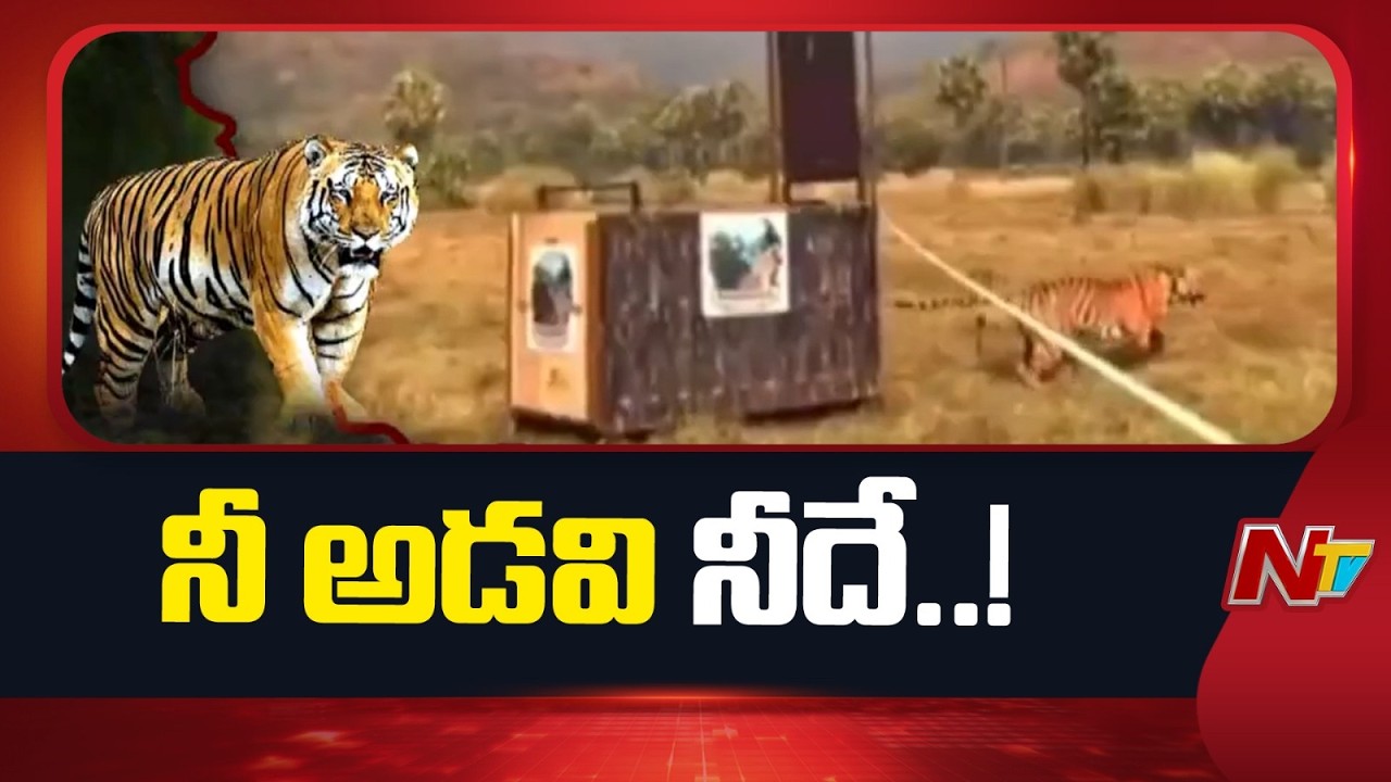 Andhra Pradesh : కూర్మాపురం లో బంధించిన పులిని పాపికొండలు ఏరియాలో వదిలిన అధికారులు | NTV Telugu