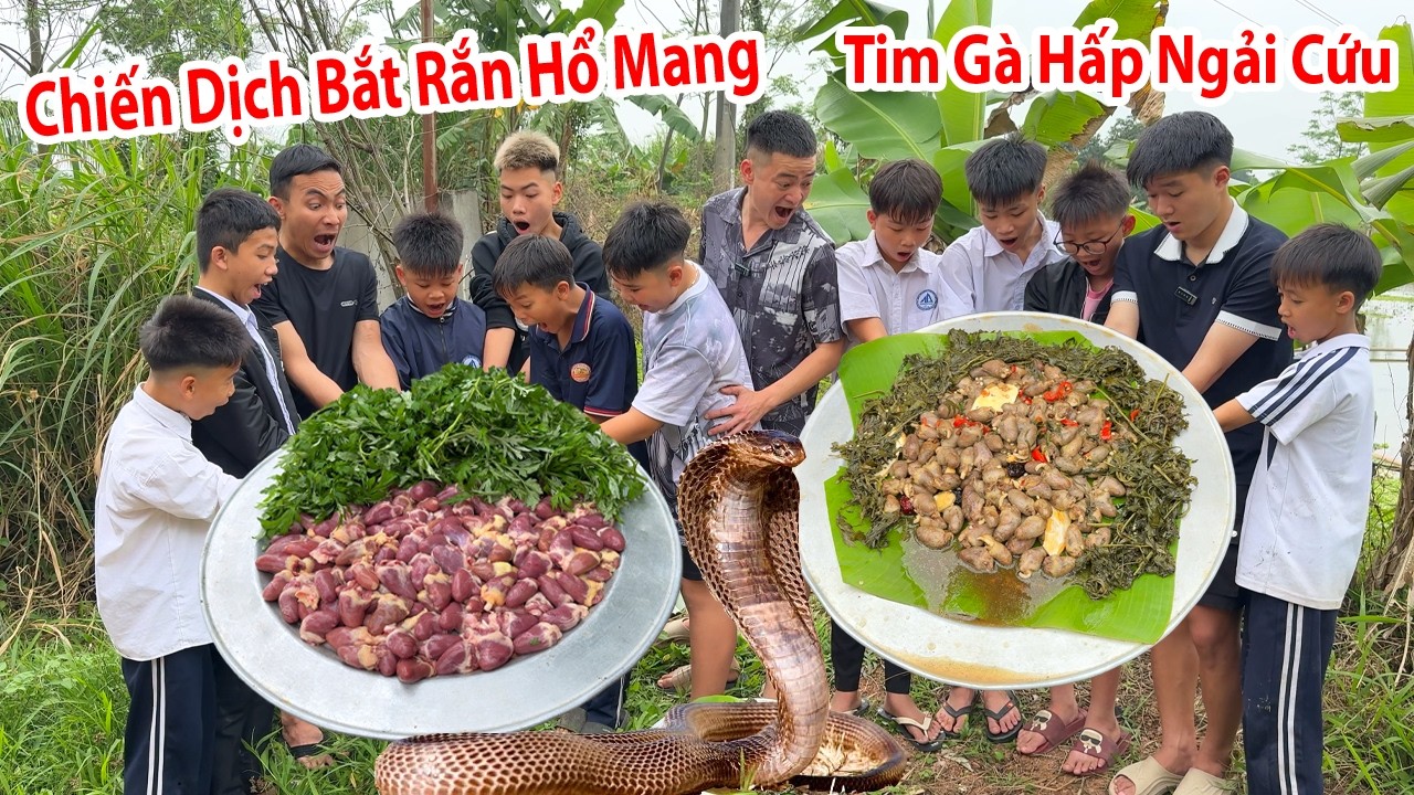 Hữu Bộ | Tim Gà Hấp Ngải Cứu Và Chiến Dịch Bắt Rắn Hổ Mang