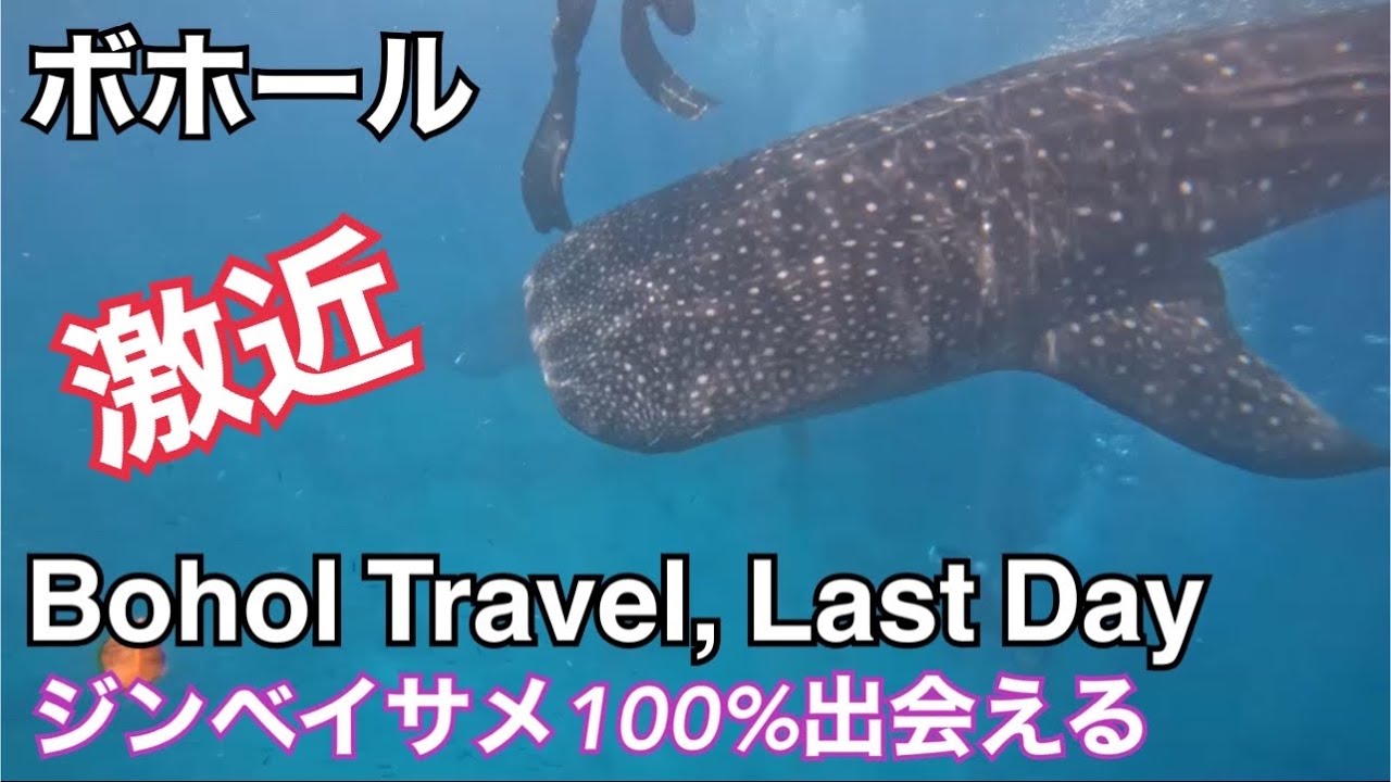 【ボホール紀行⑤ 最終日】激近のジンベイサメ。最高ゴーカート。 Bohol Travel, Last day.  whale shark.  Go-cart.