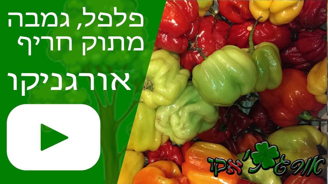 פלפל, גמבה, מתוק או חריף -  גידול צמח - אורגניקו