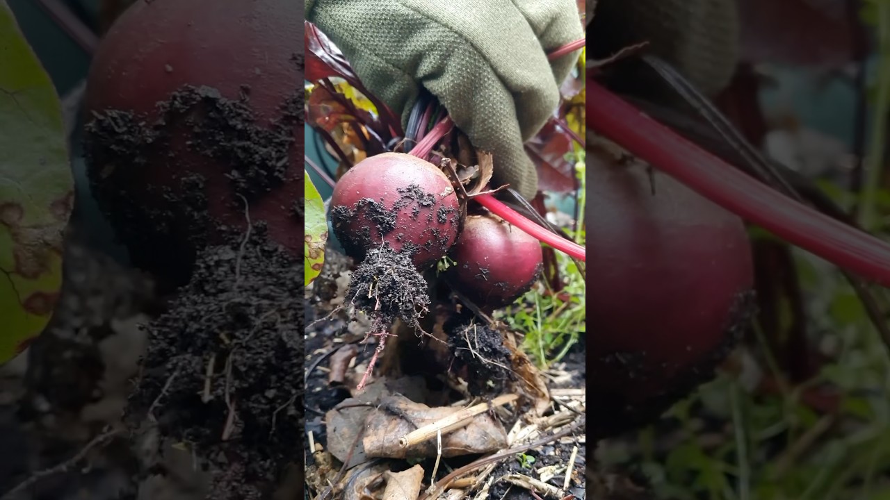 Rote Bete: Ernte & Lagerung #garten