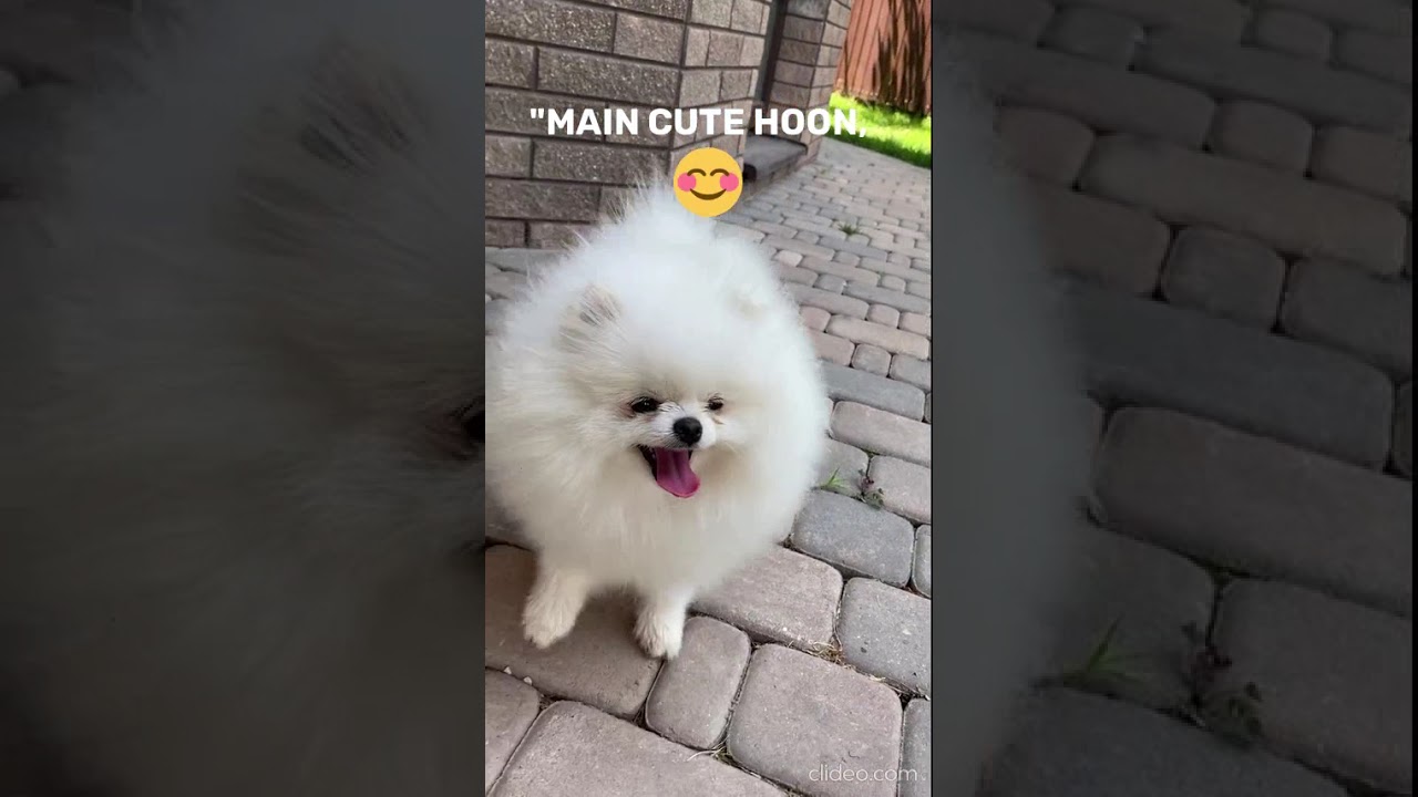 🐶 