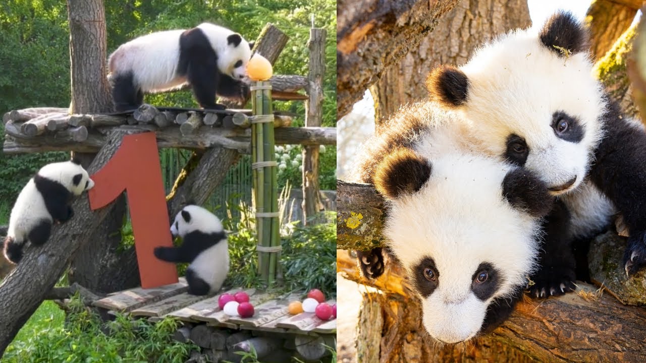Cuteness Overload! 🐼🐼 Berlin’s Panda Twins Celebrate Their First Birthday