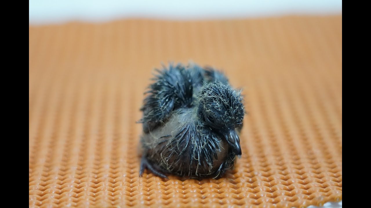 Parque das Aves records world&rsquo;s first birth of a Blue-eyed Ground Dove under human care