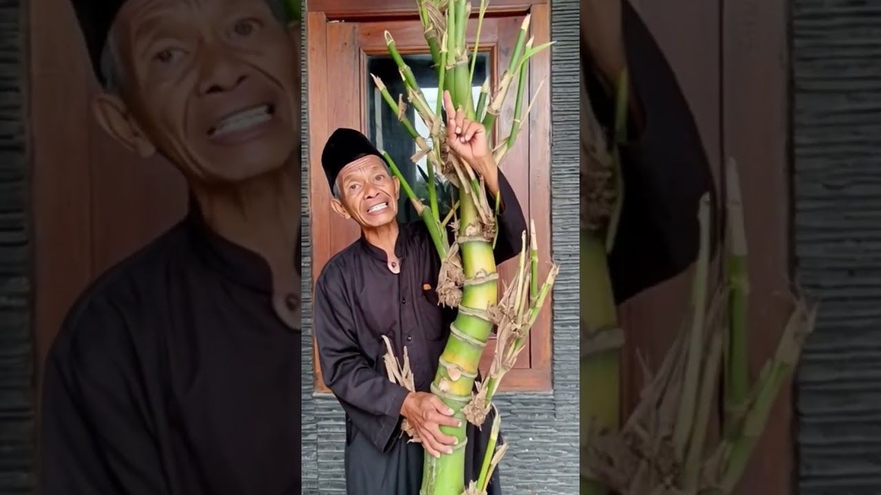bambu langka banyak dicari kolektor