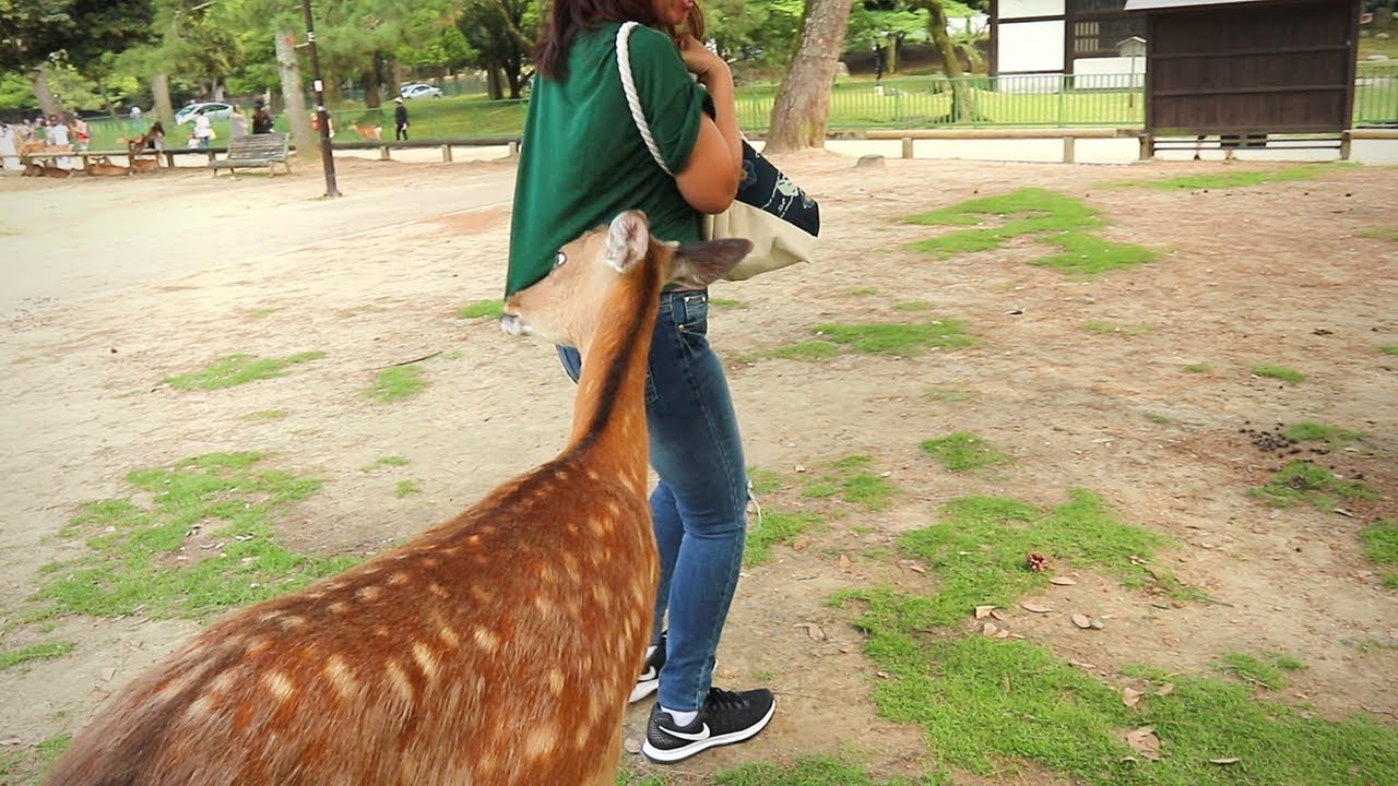 Feeding then getting bitten by Wild Deers at Nara Park: Funny Experiences with Mom