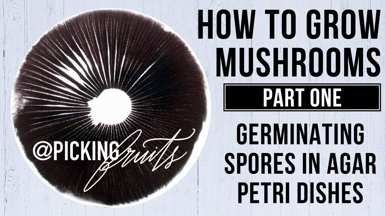 How To Grow Mushrooms: Part One: Germinating Spores In Agar Petri Dishes