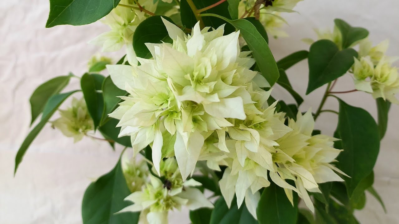 Review Id Bougenville Dania White