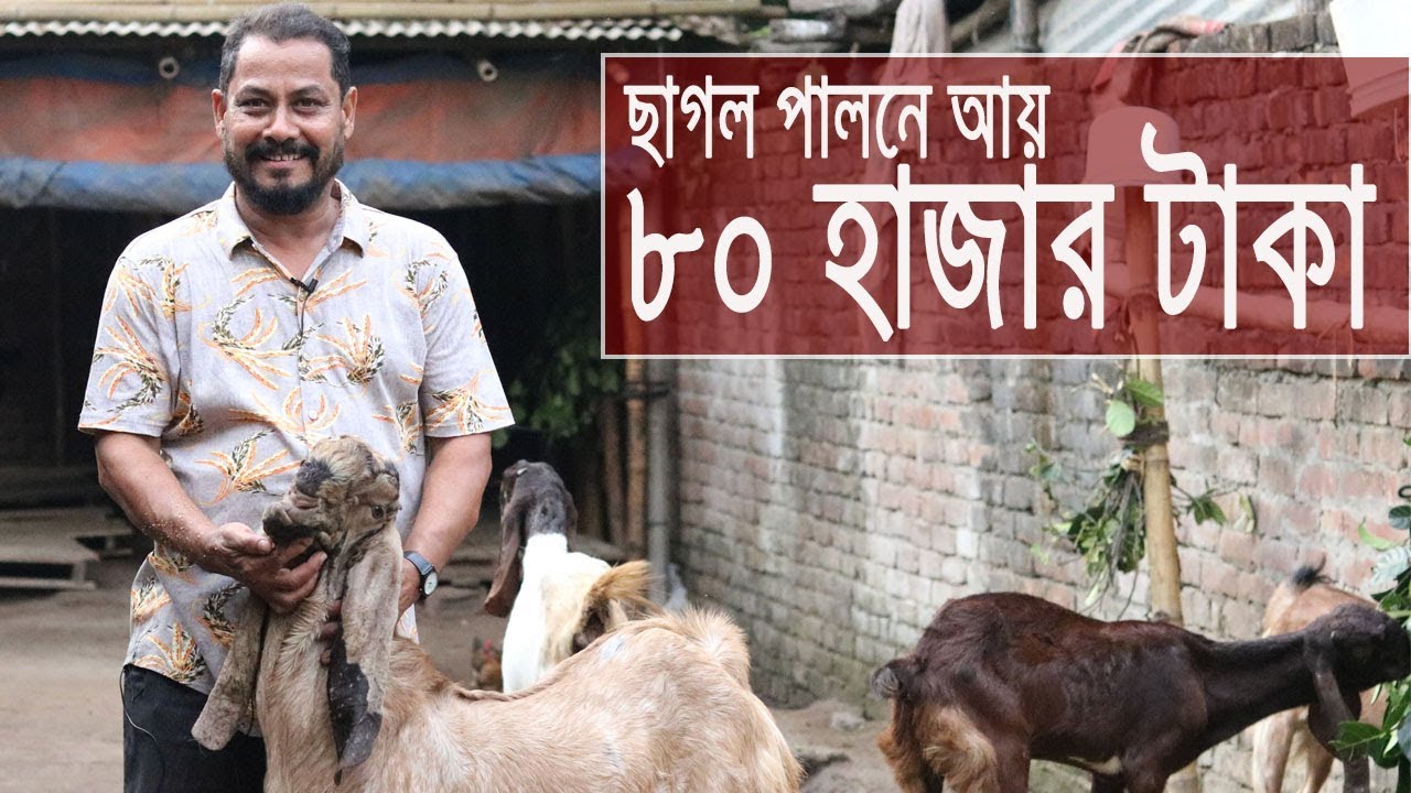 ছাগল পালন। উন্নত জাতের ছাগল পালন করে সফল মুজিবুর ভাই মাসে আয় করেন ৮০ হাজার টাকা
