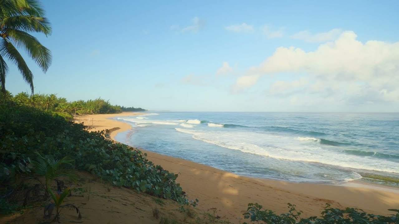 ON TOP OF A TROPICAL SAND DUNE, FULL OF LIFE AND INSECTS.