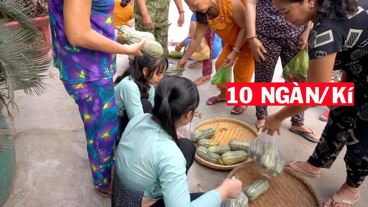 Bà Con Hay Tin Trái Bí Nhà Thôn Nữ Trồng Xanh Sạch liền Mua Hết Không Kịp Thở #67