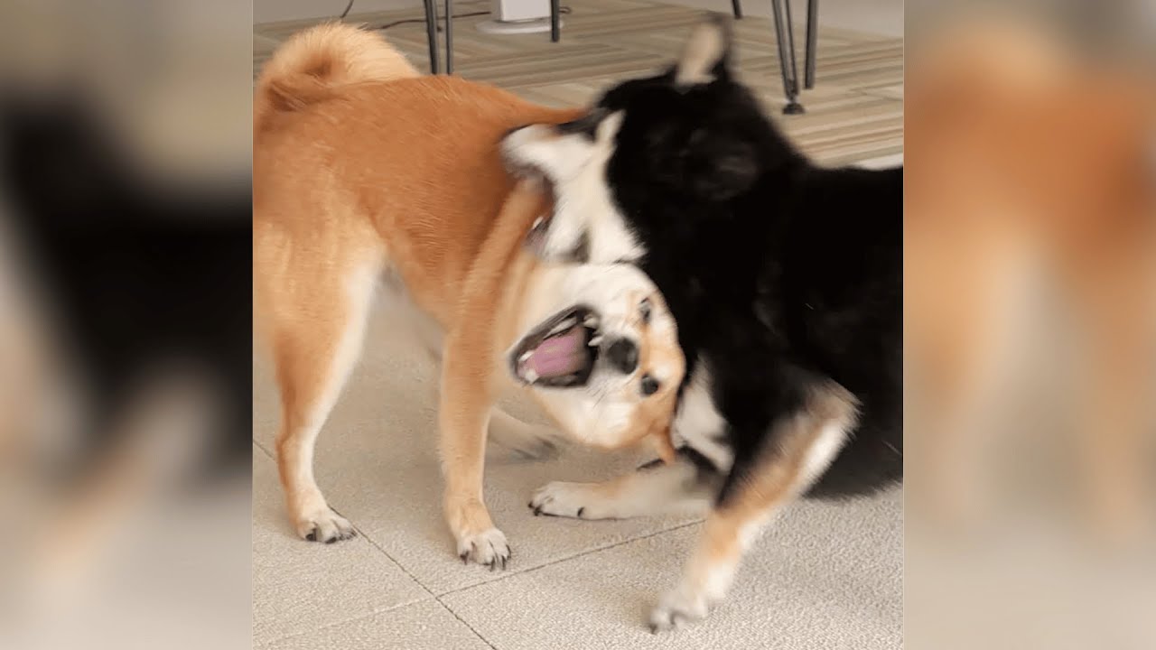 Funniest shiba inu Videos 2023 😂 New Funny Shiba Inu best Videos 😺🐶 Part 13   Tik Toks Compilatio