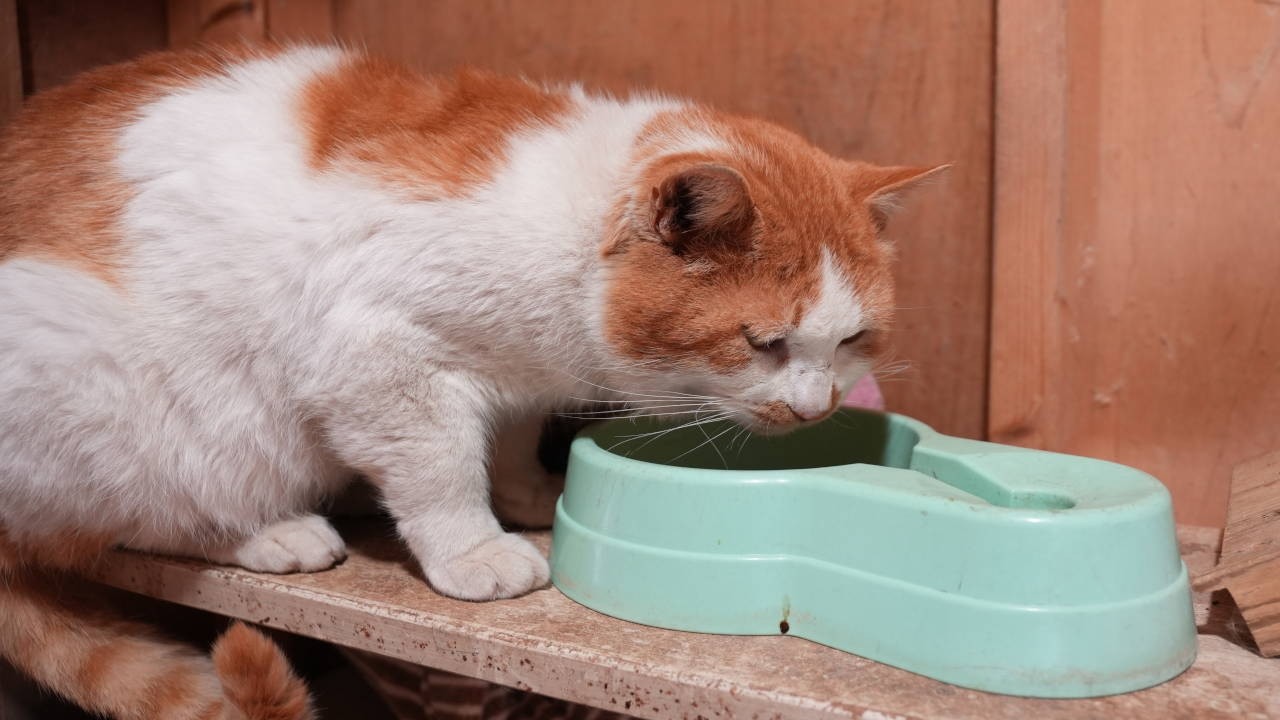 野良猫お食事　260404