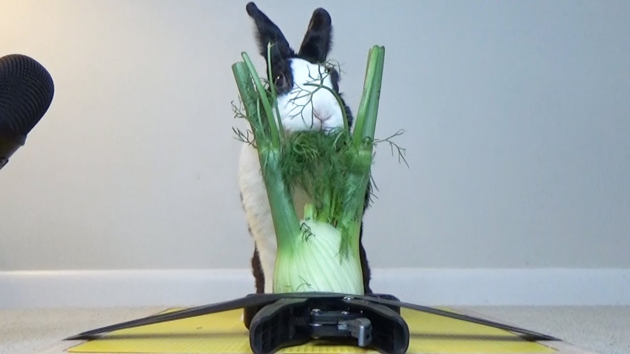 Rabbit Eating Fennel ASMR