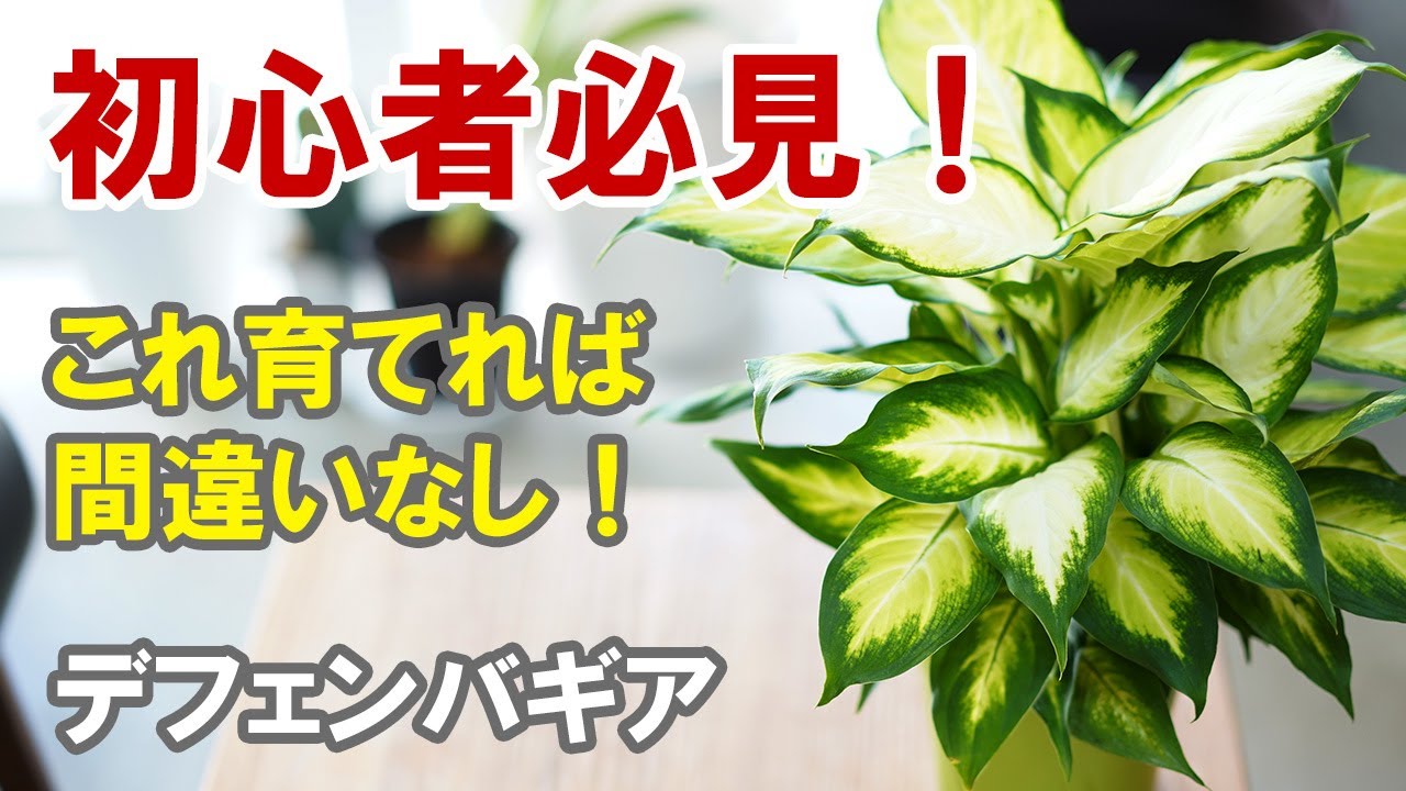 デフェンバキアの育て方　まず最初はこれからスタート！よく育つ！