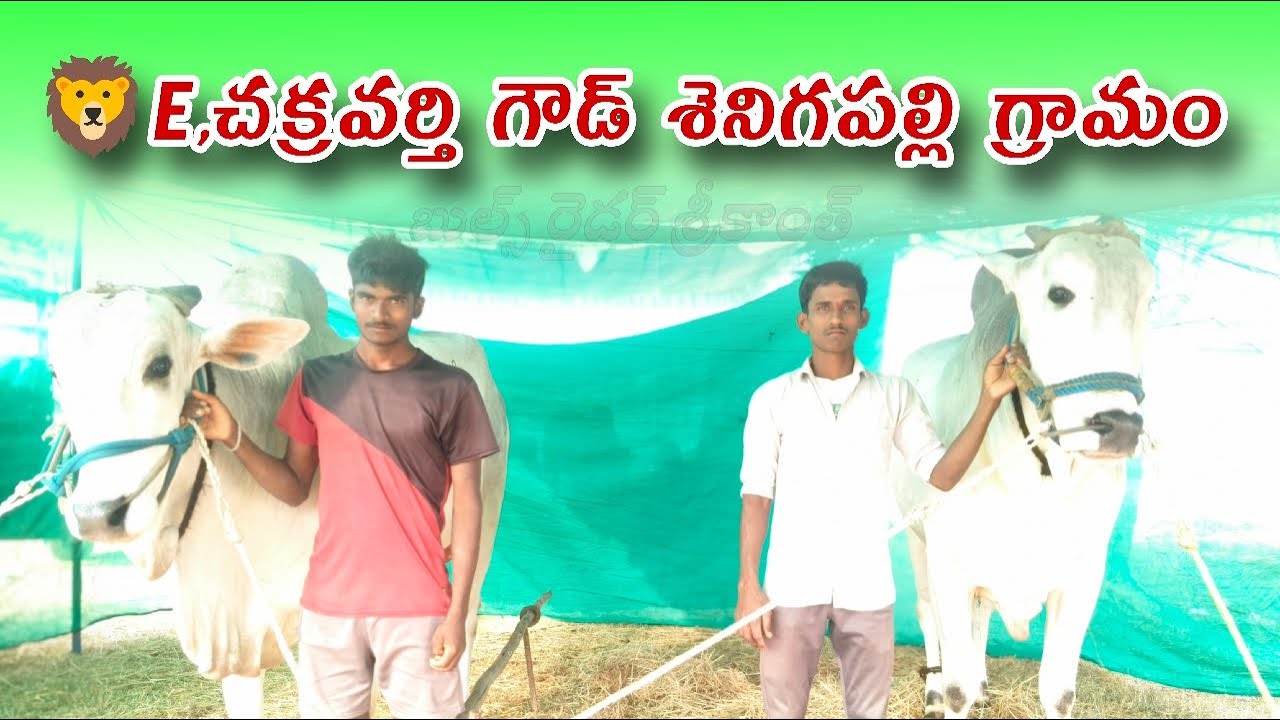 2026_రాజోలి 6పళ్ళ విభాగం 11జత 🐯చక్రవర్తి గాడు & సీతారామాచారి