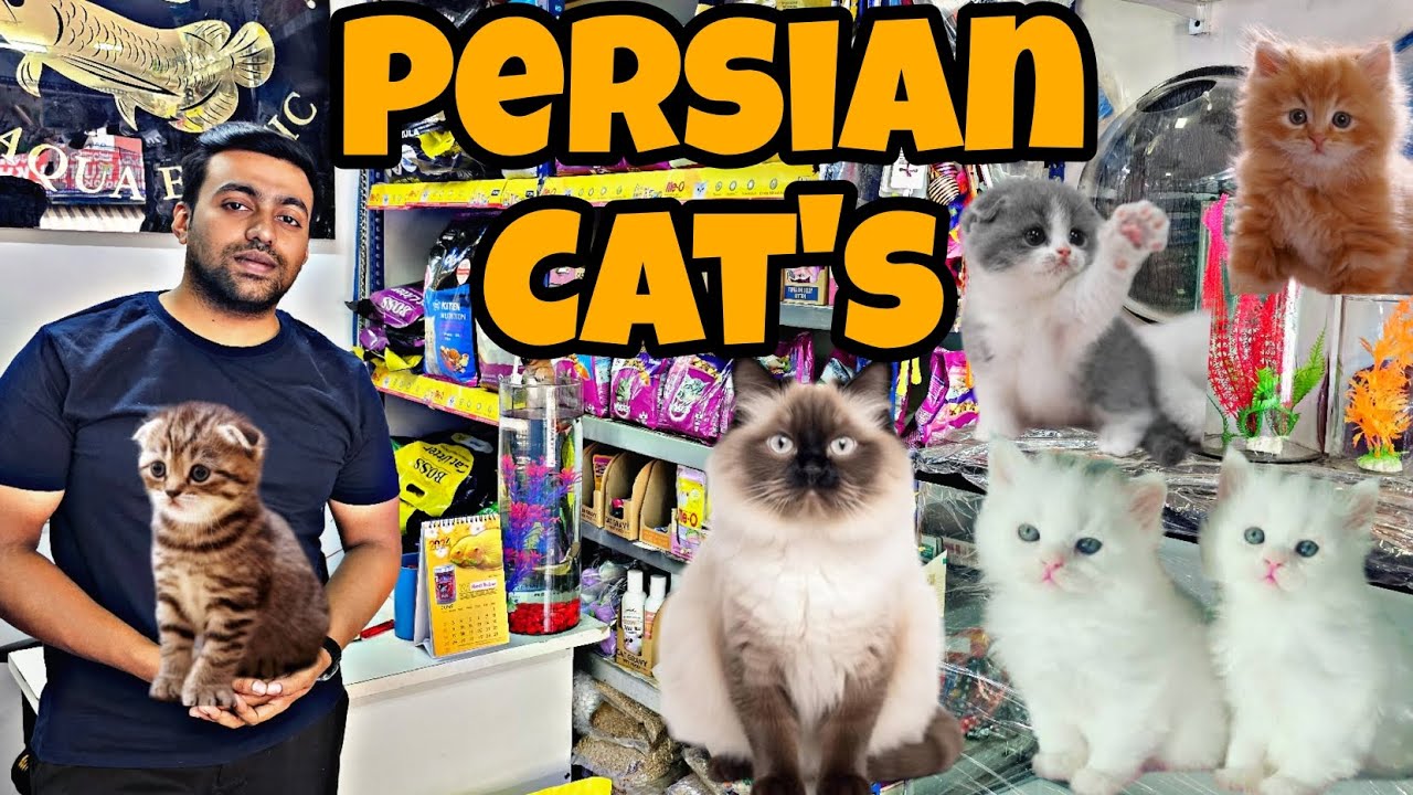 Persian😸Kittens | Persian Cats Sell in Bangalore | Adult🐈‍⬛Persian Cats | Best🐈Cats |