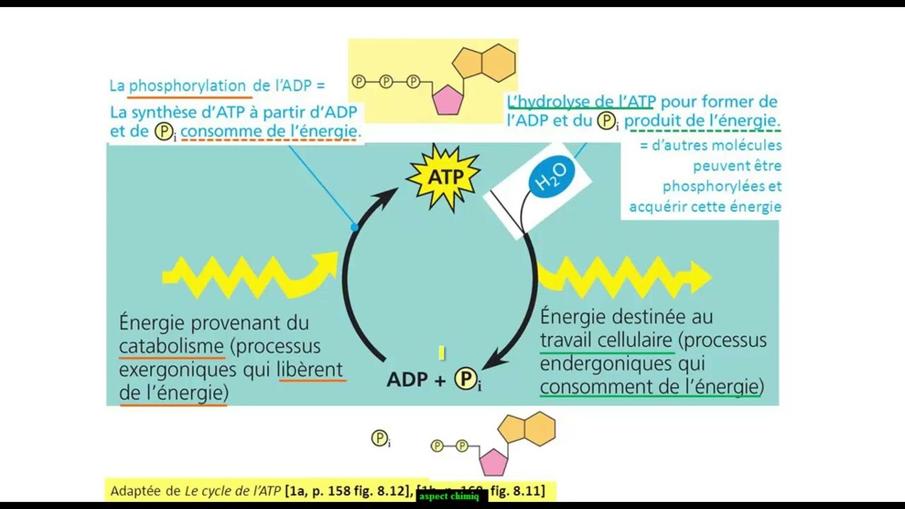 SVT_TS_Phénomènes Chimiques et Phénomènes Énergétiques De La Contraction Musculaire
