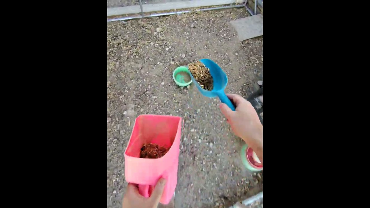 Evening Chicken Feeding - 1MAR26