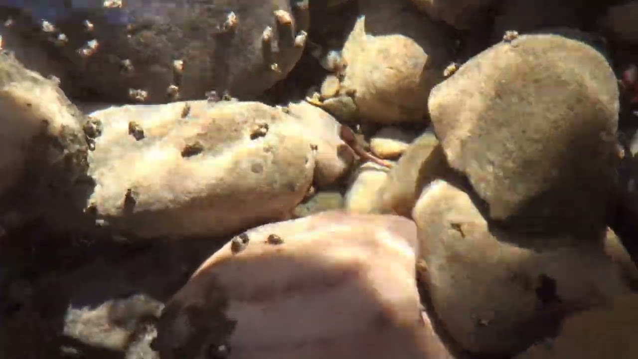 MILLENNIUM CREEK JUVENILE TROUT MIGRATIONS  POST EMERGENCE
