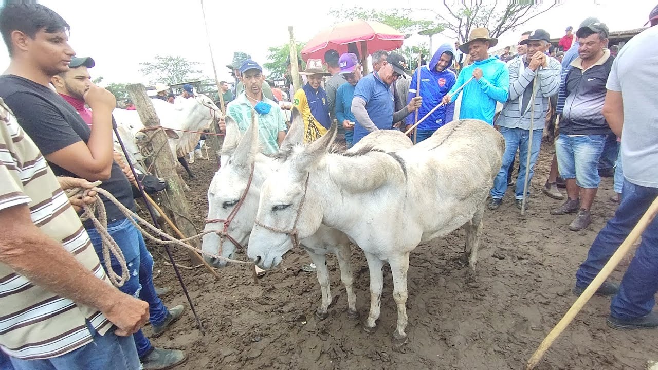 Feira de gado de Tabira-PE (18/03/26)