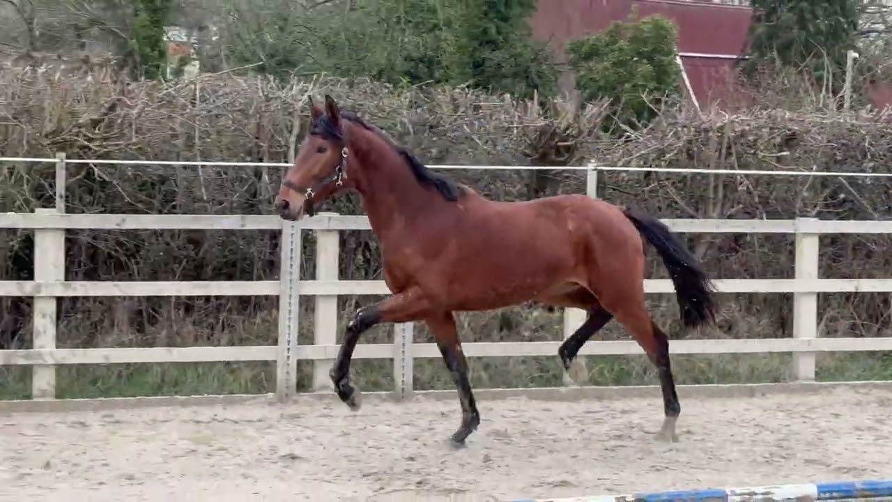 2024 colt by Extreme US x Ferdeaux