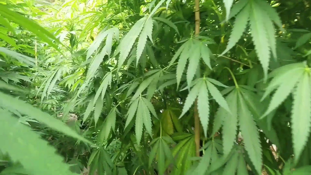 Walk Through a Large Cannabis Plant Marijuana Jungle #shorts