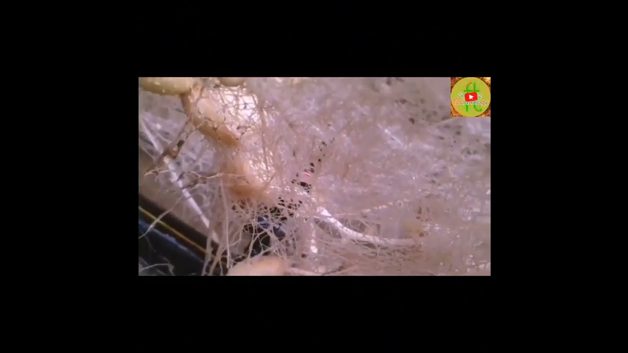 Amazing High-Tech Hydroponic,Aeroponic Potatoes,Growing plants without soil, gardening technology