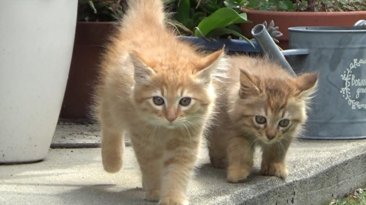 よし、先住猫にご挨拶しに行くんだ！