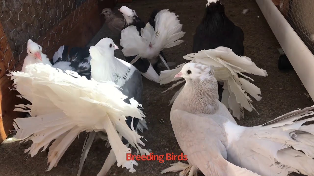 Indian fantail pigeons Breeders from breeding birds