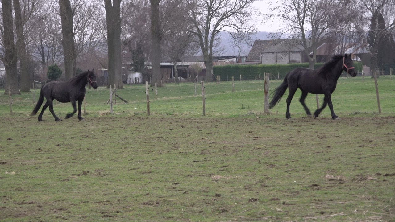 Herbricht - Aantje en Aukje -19.01.2022