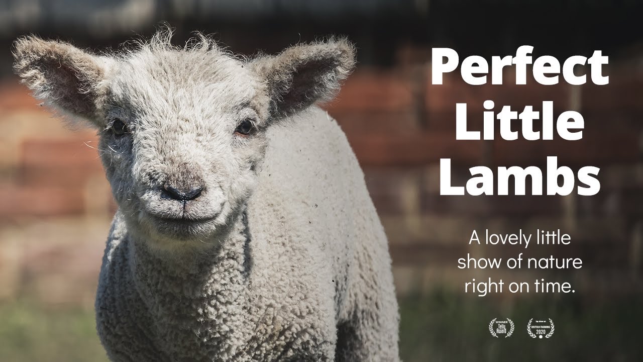 Lambs are Perfect Little Distractions | British Farming