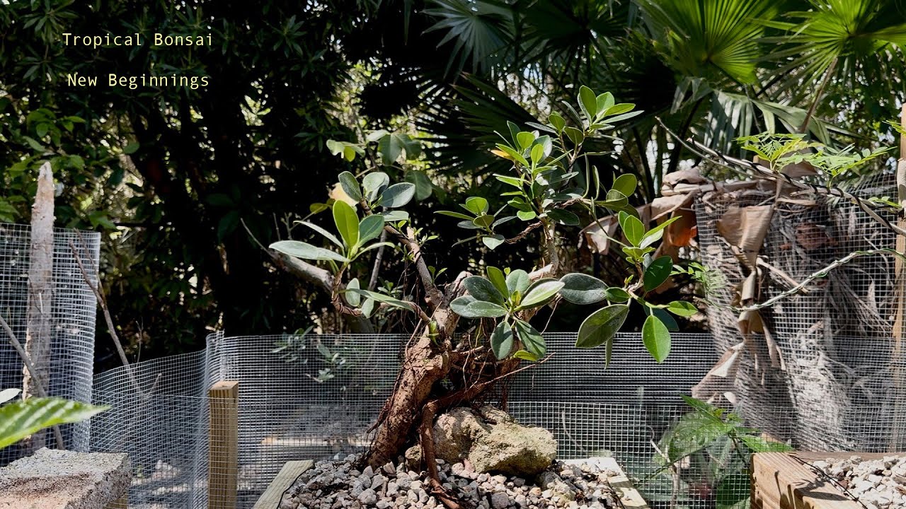 Tropical Bonsai  - New Beginnings (Episode 1: January - March 2025)