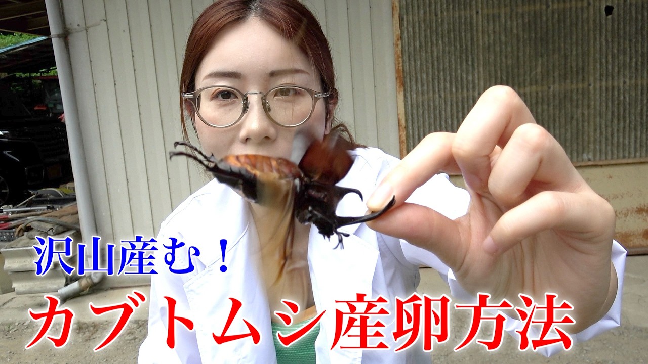 失敗しない！カブトムシ産卵セットの作り方