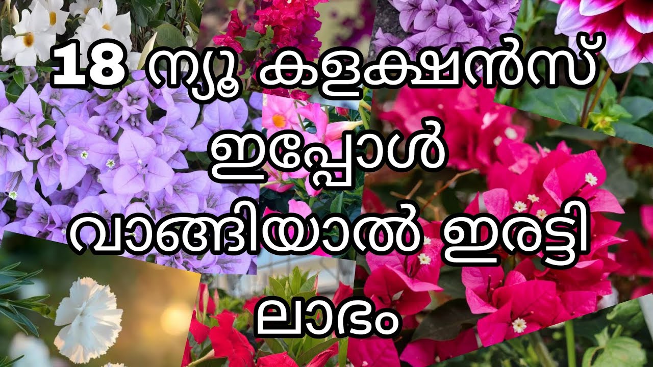 Mandevilla, hydarngea wax begonia, bougainvillea cacuts, dahlia, lipstick camelia azelea dianthus...