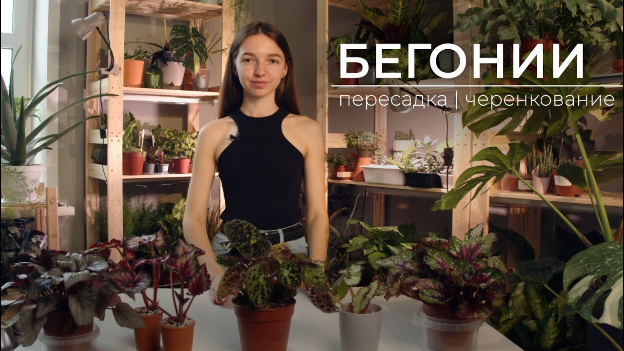 БЕГОНИИ: пересадка, черенкование, деление куста