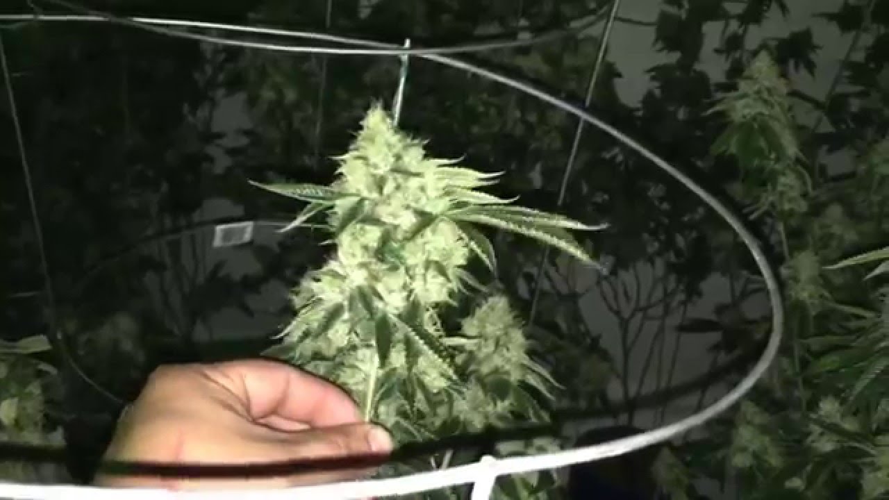 Flower update week 8 day 1