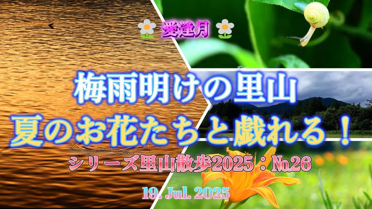 里山散歩№26・2025.7 夏のお花たち！