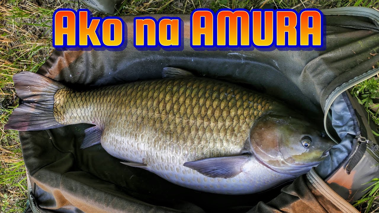 TOP nástrahy - návnady na AMURA