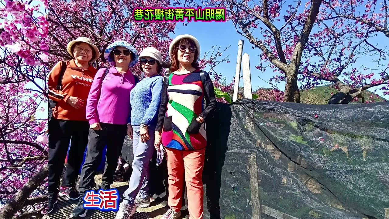 2026/02/04和好友們在陽明山平菁街櫻花巷賞櫻.再轉至陽明山花卉試驗中心賞花片段剪輯。