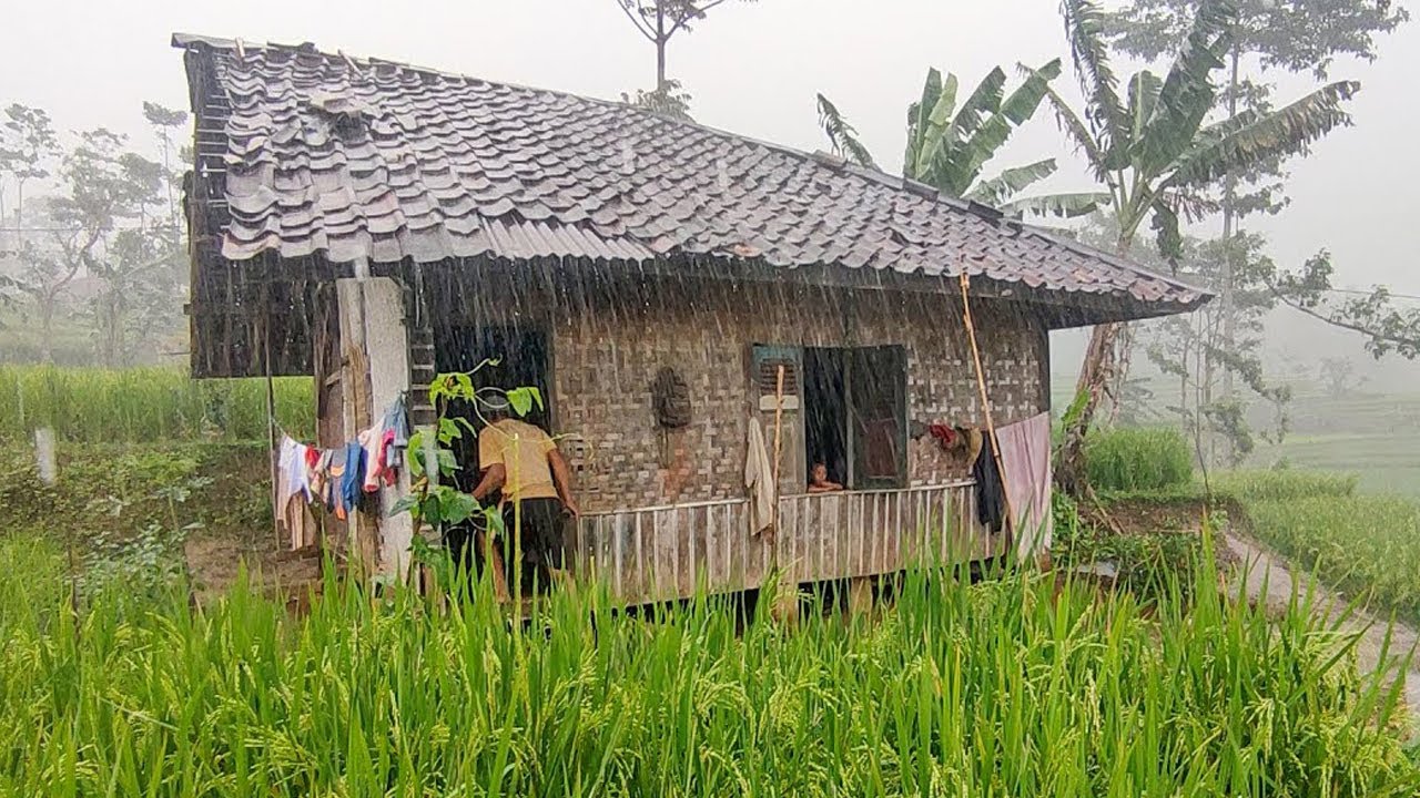 Hujan deras di desa pesawahan yang indah Suasana Hujan Deras. Menambah Susana Terasa Lebih Syahdu
