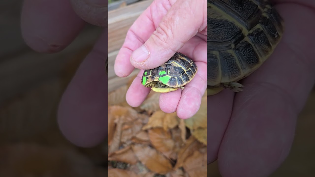 Élevage de tortues terrestres Françaises,  www.torturama.fr  entrée en hibernation 2025.