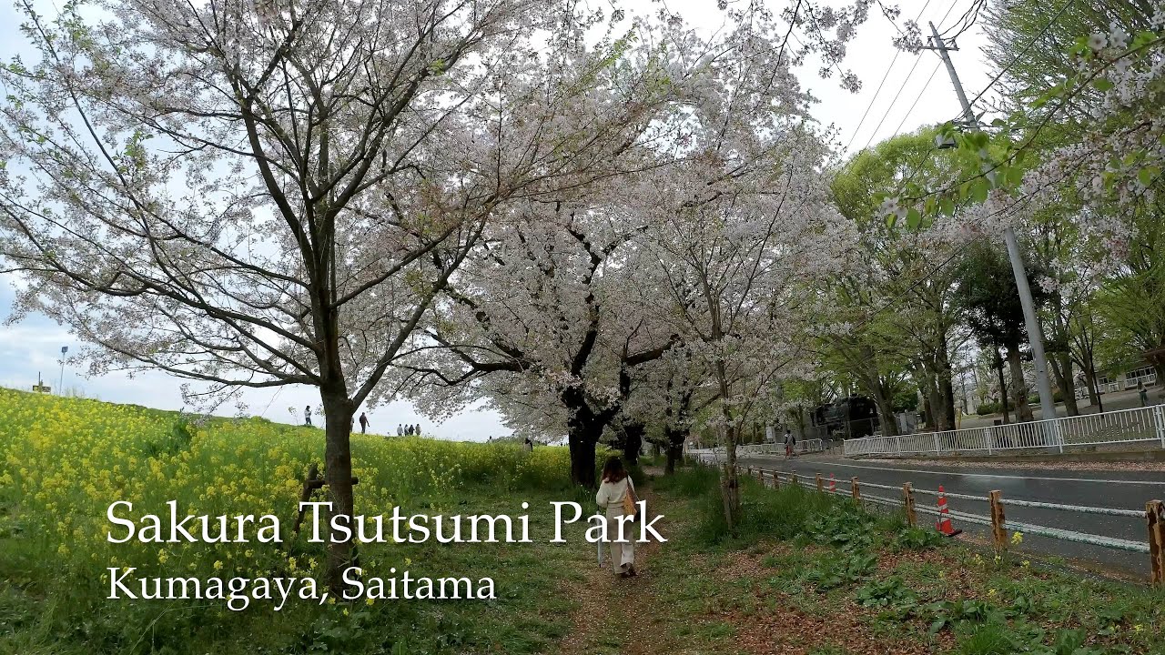 Top 100 Cherry Blossoms (Sakura) 🌸  Spots in Japan | Sakura Tsutsumi Park | Kumagaya, Saitama