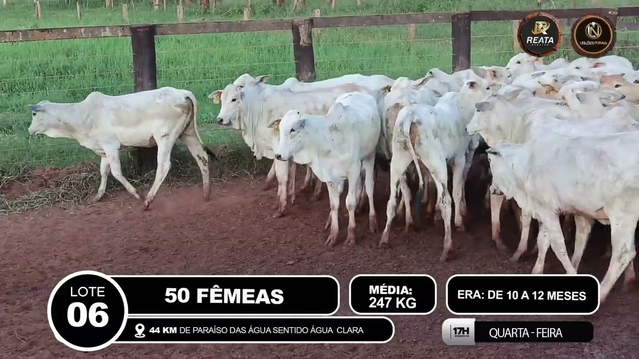 LOTE 06 - 50 FÊMEAS