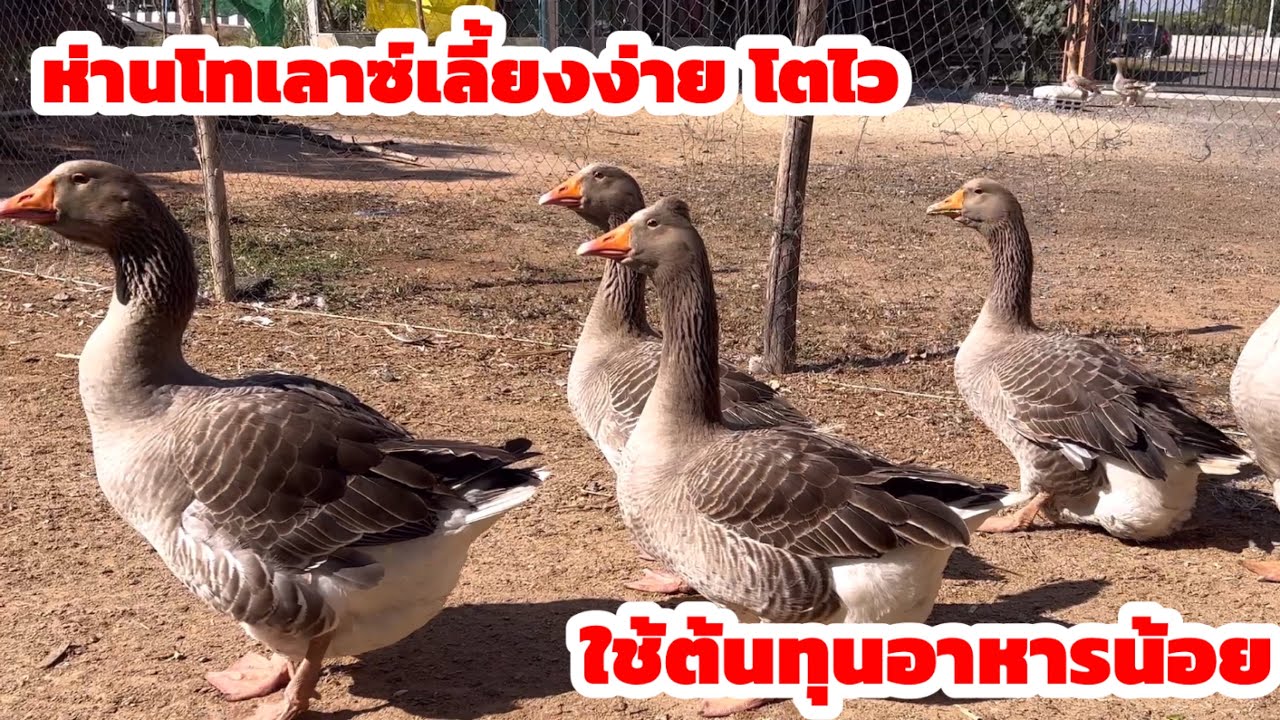 วิธีการเลี้ยงห่านโทเลาซ์ ห่านโทเลาซ์เลี้ยงง่ายโตไว 084-6041710