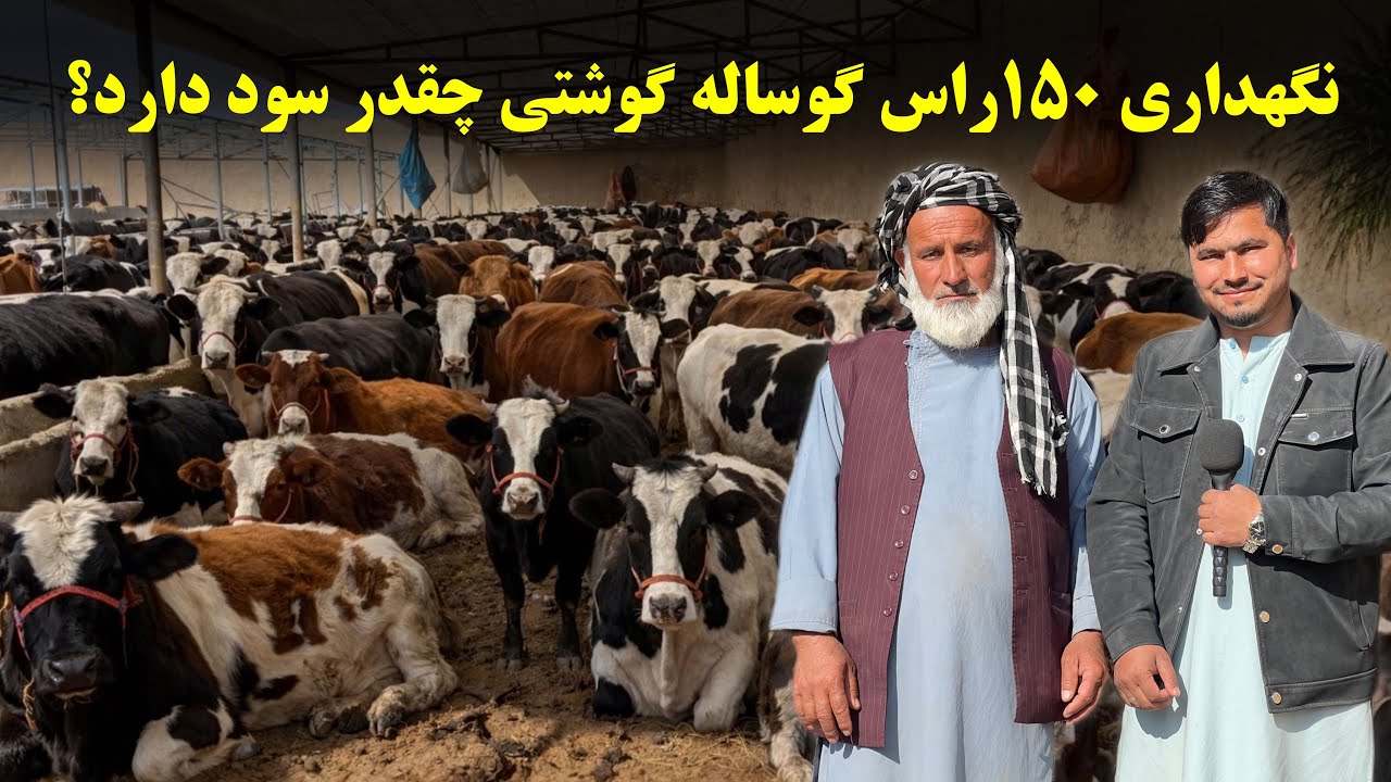 نگهداری ۱۵۰ راس گوساله گوشتی چقدر سود دارد؟