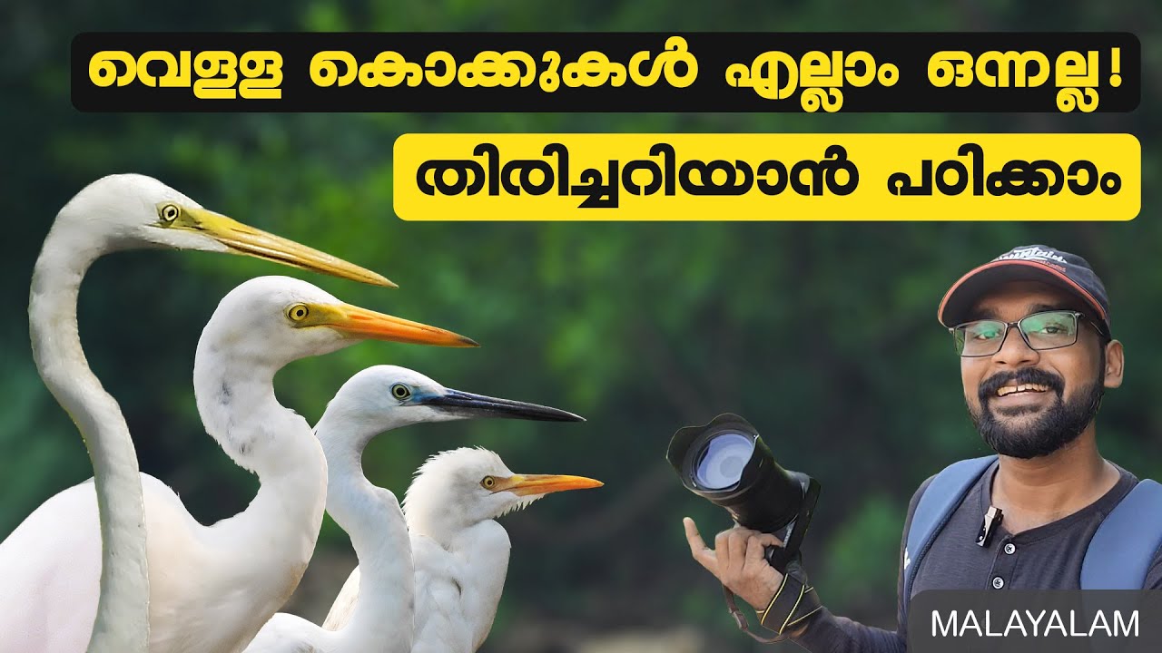 കൊക്കുകളെ തിരിച്ചറിയാന്‍ പഠിക്കാം | White Egrets Identification | Malayalam | Kerala