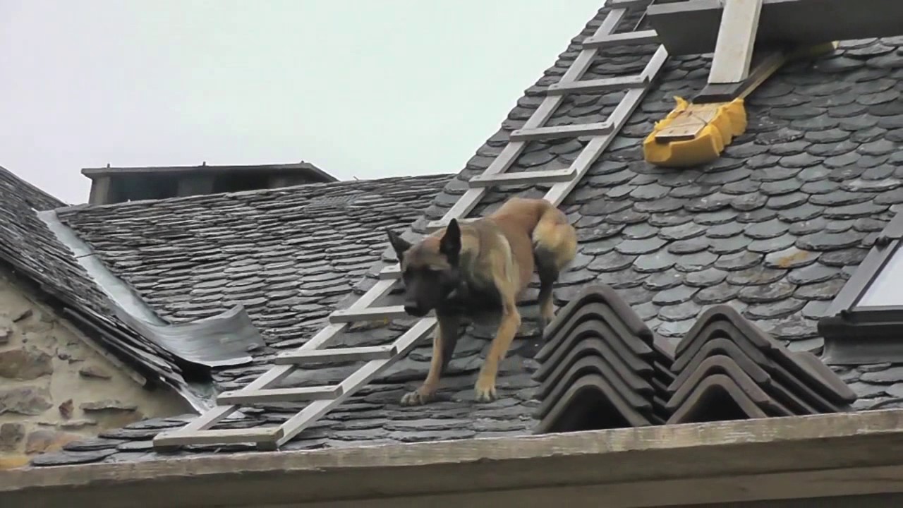 chien berger belge malinois qui monte a l'&eacute;chelle